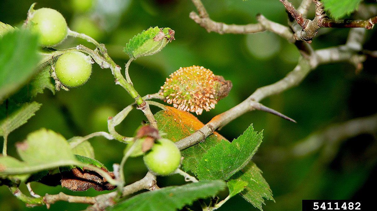 Crabgrass & Quince Rust